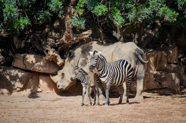 Nace el primer potro de cebra de este año en Bioparc Valencia