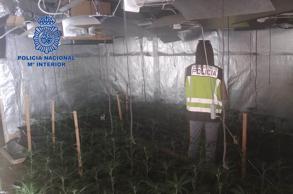 Desmantelan Una Plantaci N De Marihuana Y Detienen A Dos Personas Por