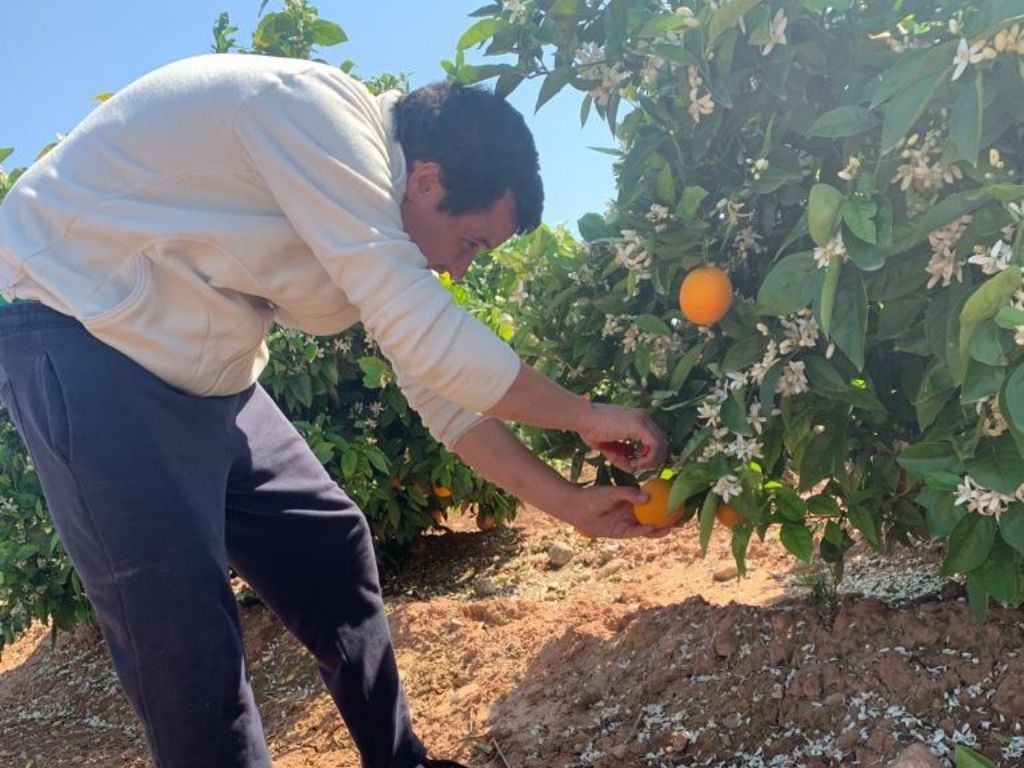 Un agricultor de Alboraya, harto de la precariedad del campo, lanza su  propia plataforma online de venta directa